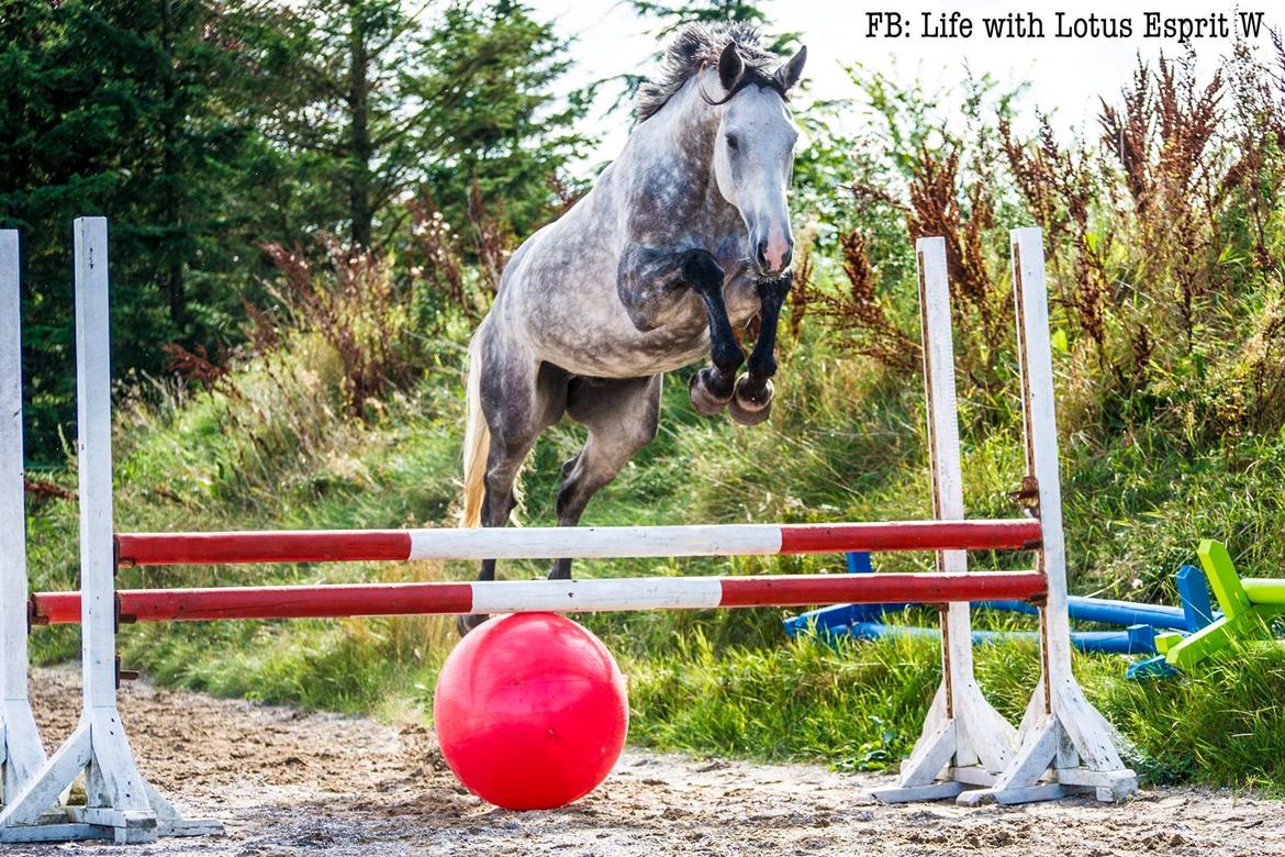 Dansk Varmblod Lotus Esprit W *SOLGT* billede 1