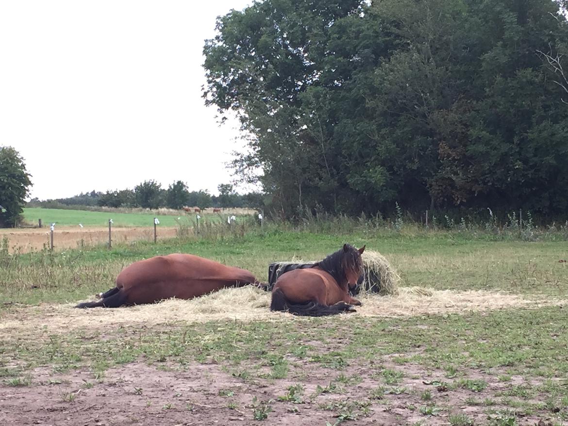 Welsh Mountain (sec A) Berthram - tager en lur på folden med "storebror" billede 13