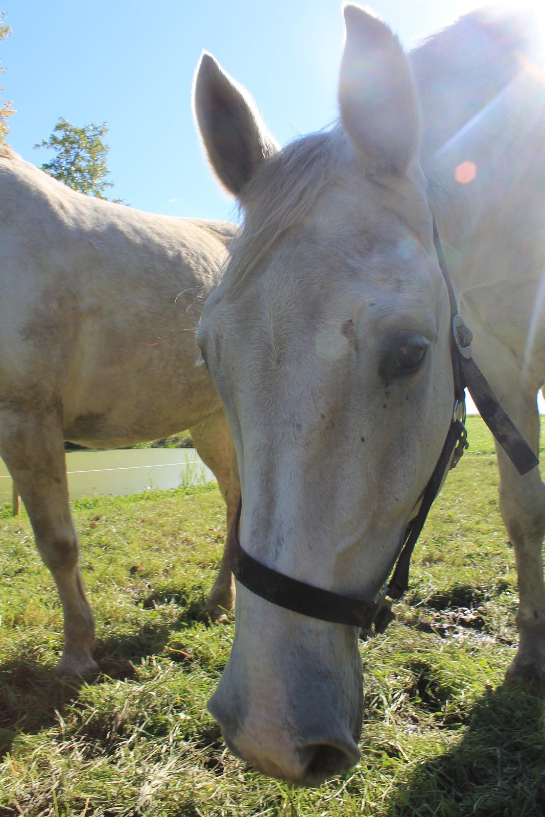 Holstener Quito billede 3