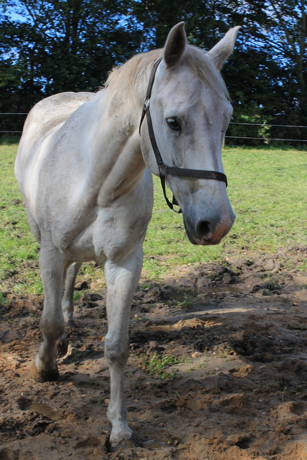 Holstener Quito billede 4