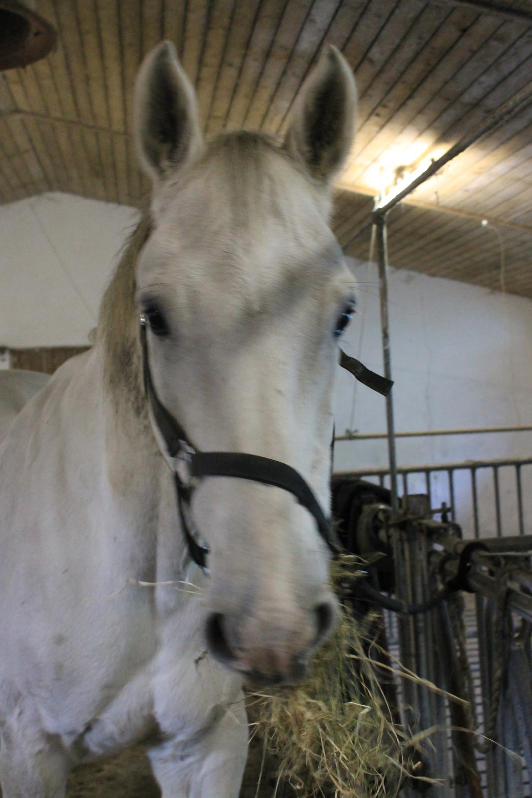 Holstener Quito billede 5