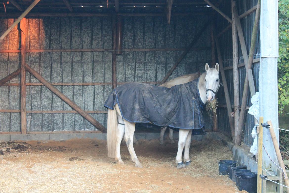 Holstener Quito billede 6