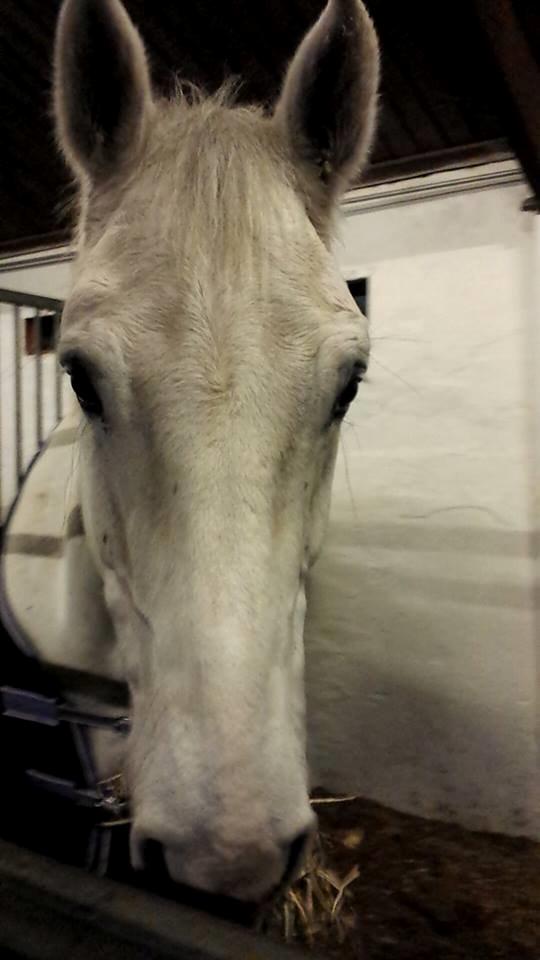 Holstener Quito billede 7