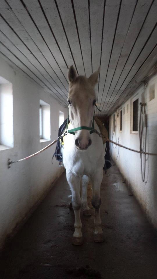 Holstener Quito billede 10