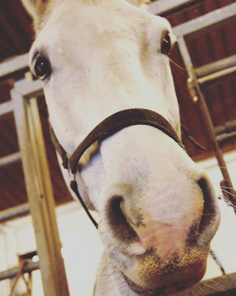 Holstener Quito billede 2