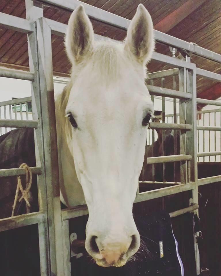 Holstener Quito billede 8