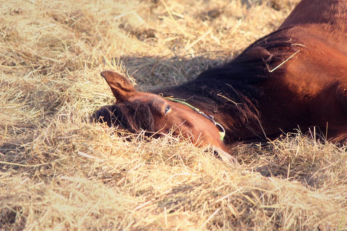 Welsh Mountain (sec A) Berthram - tager en lille lur i hø'et  billede 1