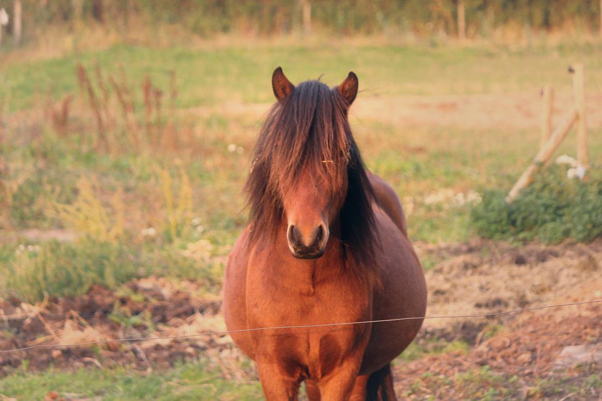 Welsh Mountain (sec A) Berthram - lidt sød er man vel (; billede 3