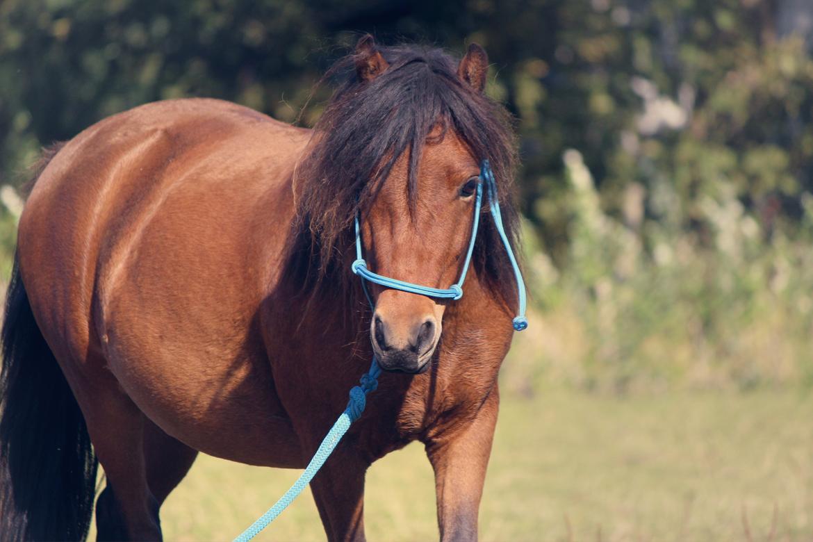 Welsh Mountain (sec A) Berthram - fineste lillemand <3 billede 2