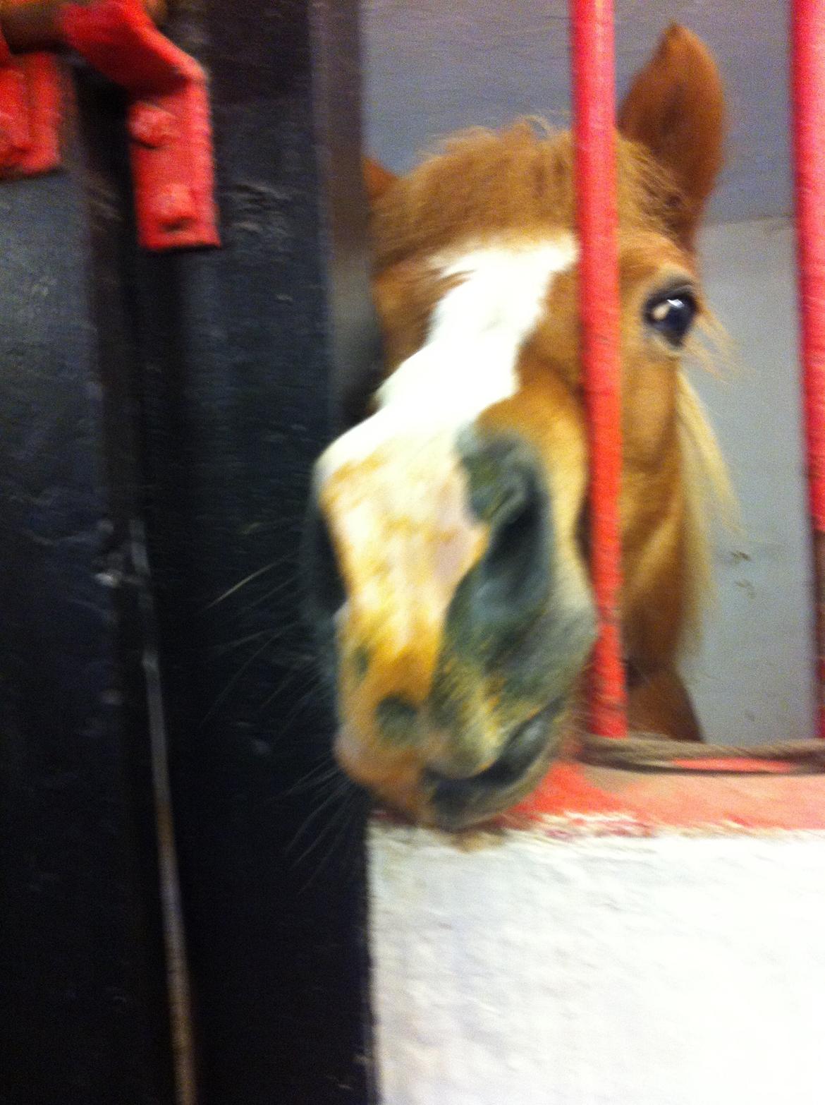 Islænder Hekla kranpi billede 13