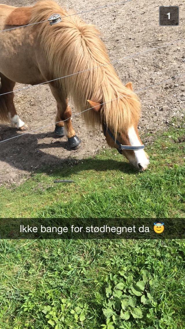 Islænder Hekla kranpi billede 9