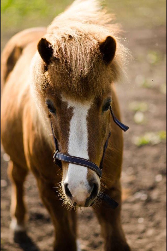 Islænder Hekla kranpi billede 12
