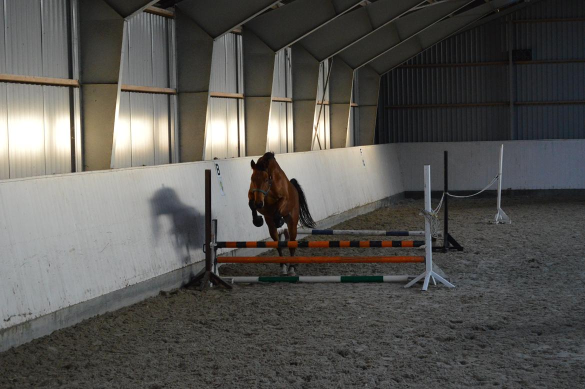 Dansk Varmblod Al Capone [Solgt] - <3 billede 3