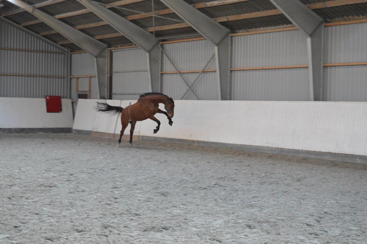 Dansk Varmblod Al Capone [Solgt] - "Se mor, jeg er en vildhest" (: billede 1