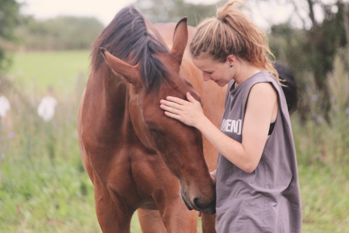 Dansk Varmblod Kanwas Frydenlund - Min Ynglings pony <3 //Sommer 2015// billede 1