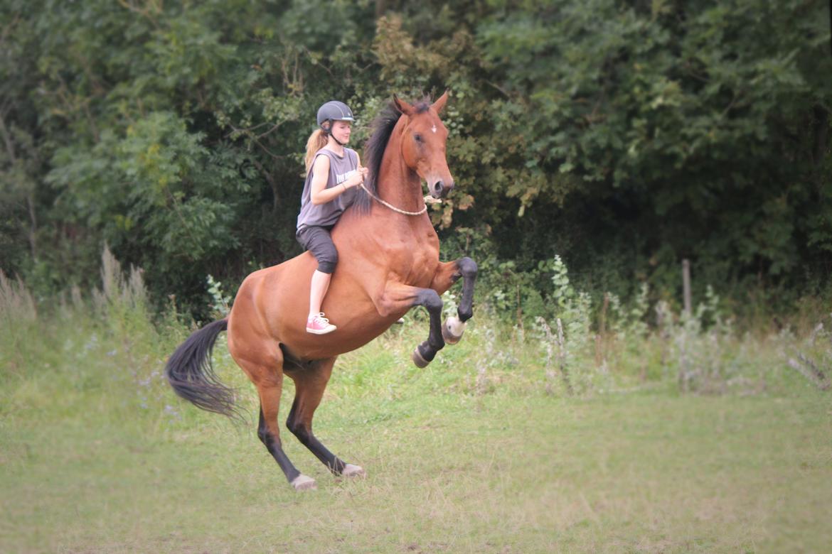 Dansk Varmblod Kanwas Frydenlund billede 6