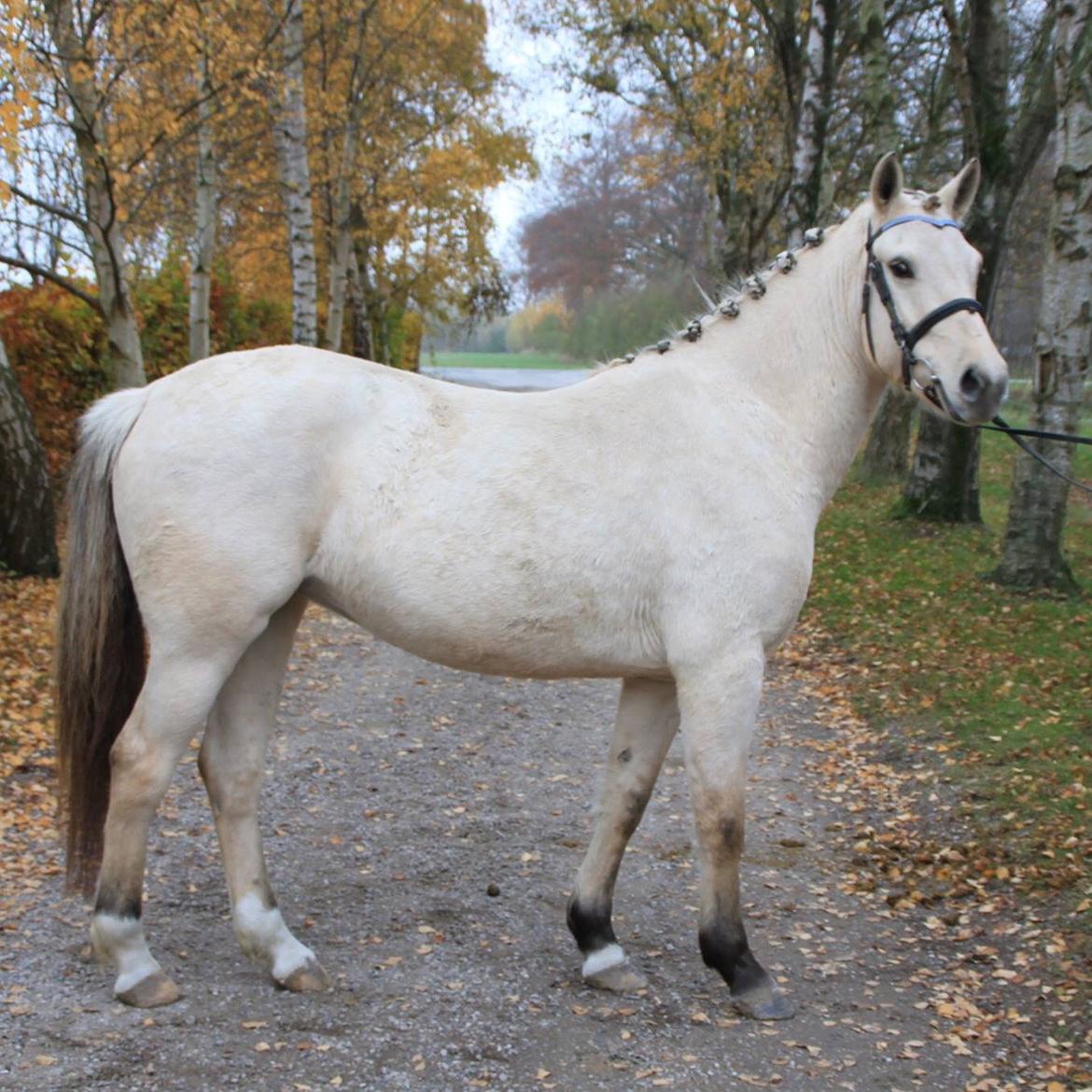 Anden særlig race Bella  ( B ) - er hun ikke bare den sødeste!😍 billede 3