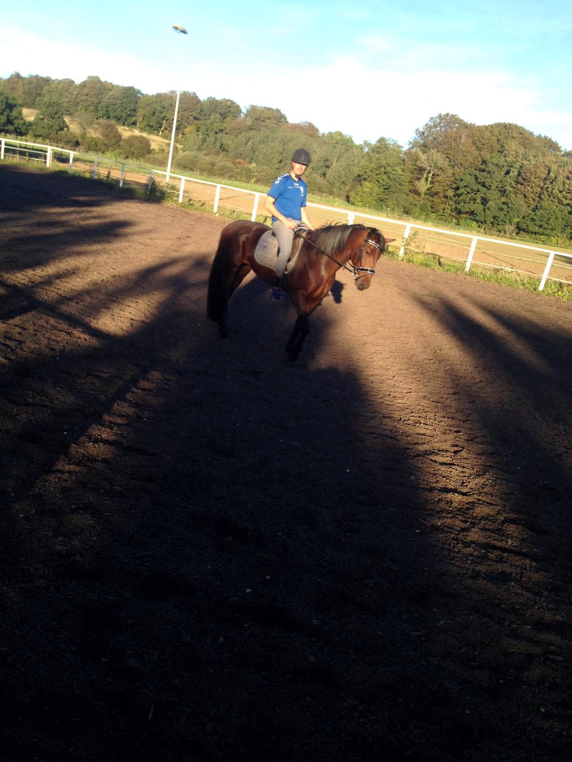 Dansk Varmblod Ayoe billede 2