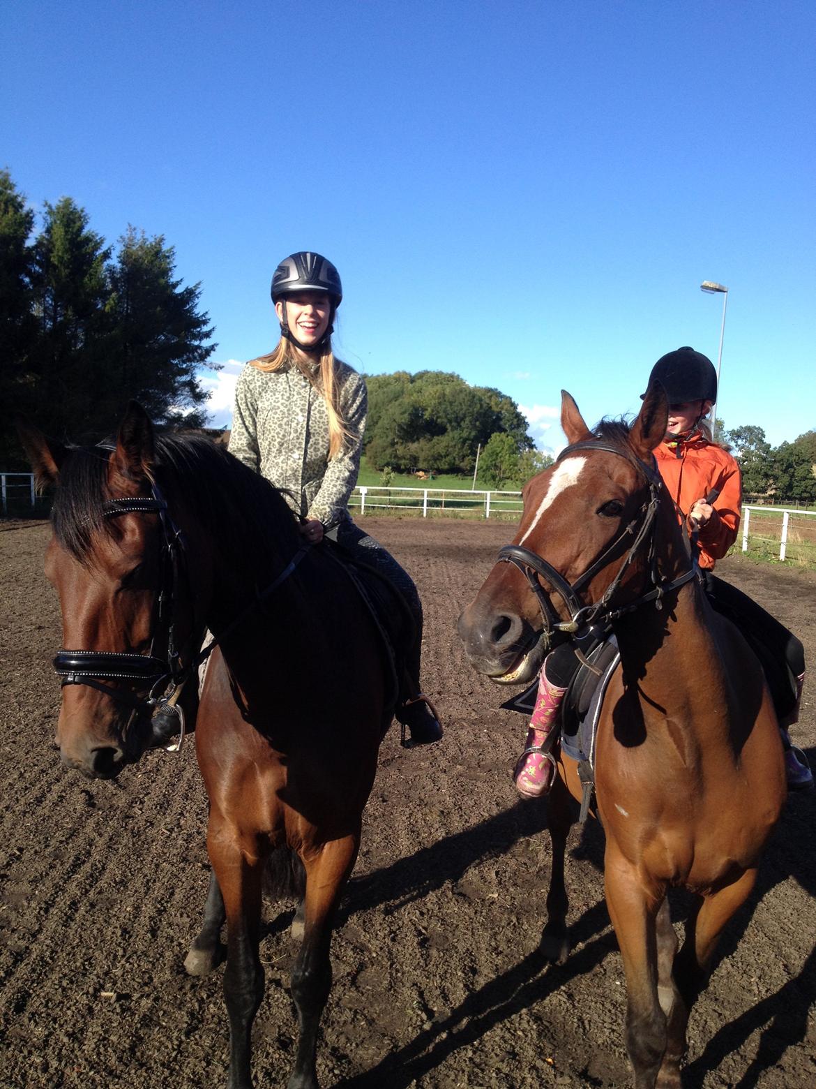 Dansk Varmblod Ayoe billede 3