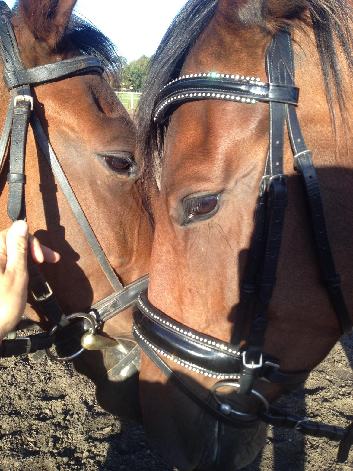 Dansk Varmblod Ayoe billede 4