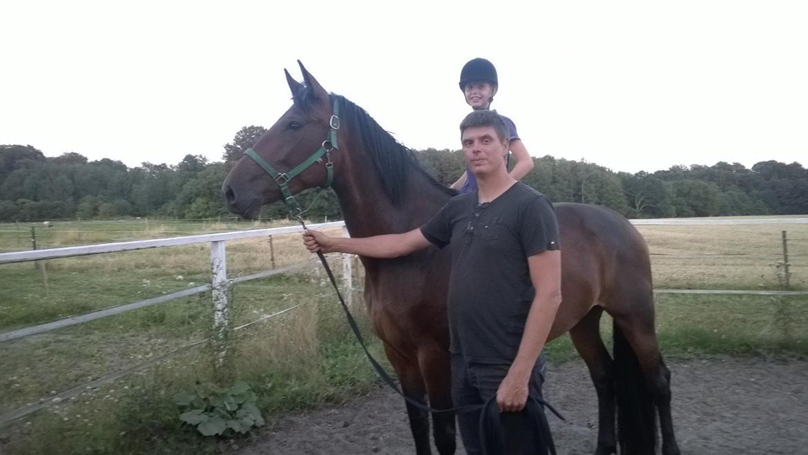 Dansk Varmblod Ayoe billede 1