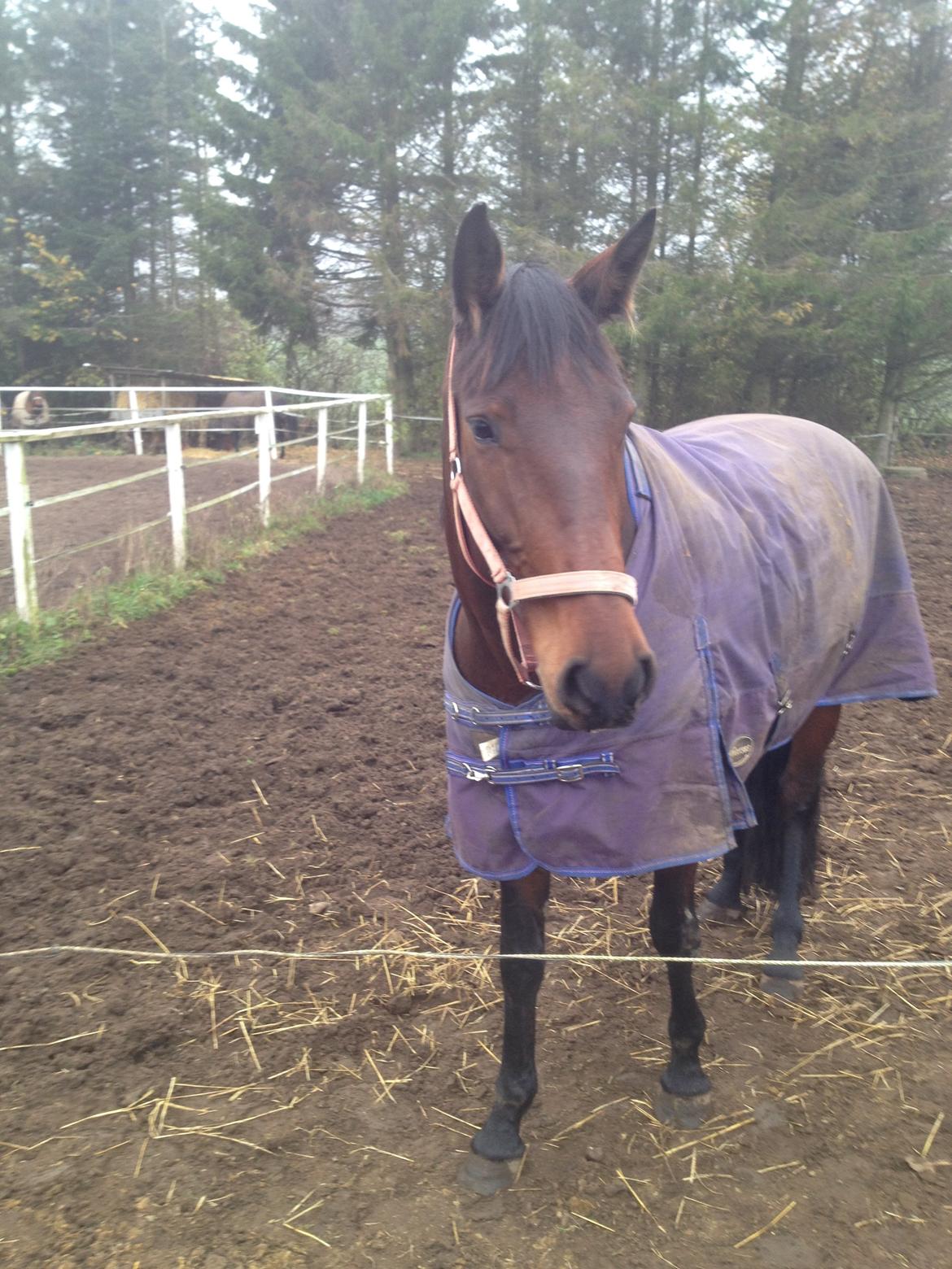 Dansk Varmblod Ayoe billede 5