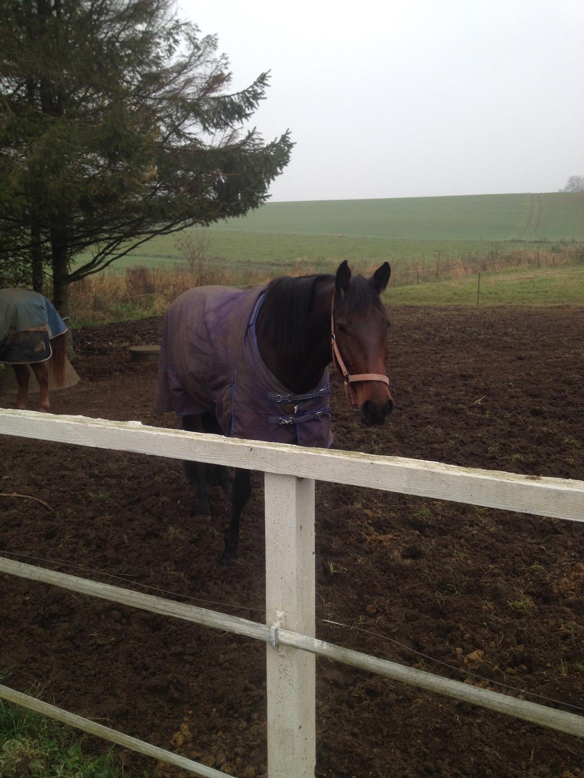 Dansk Varmblod Ayoe billede 7