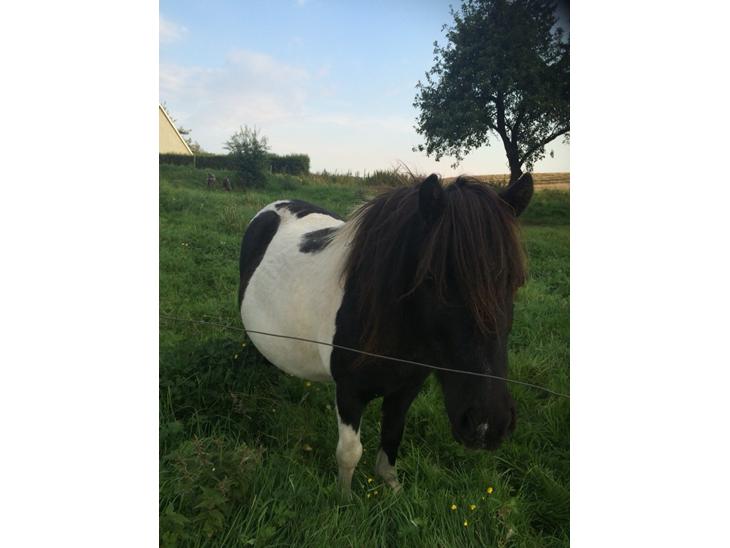 {{currentPhoto.altText}} billede {{currentPhoto.number}}