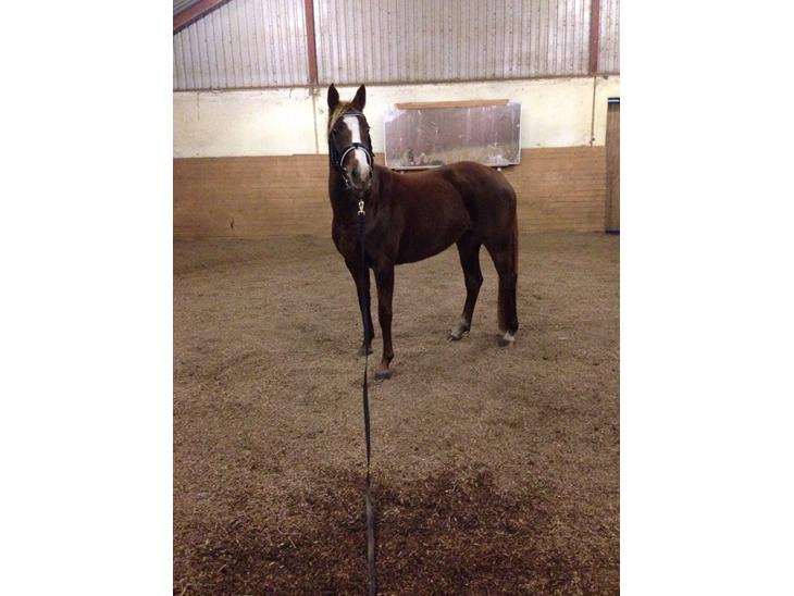 {{currentPhoto.altText}} billede {{currentPhoto.number}}