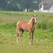 Anden særlig race Golden midnigth surprice