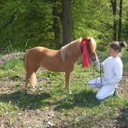 Miniature Søsted´s Samira Whiz 