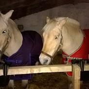 Fjordhest Ellemoses Discovery (helpart)