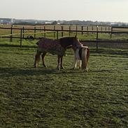 Anden særlig race Scania