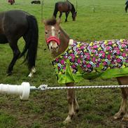 Anden særlig race Scania