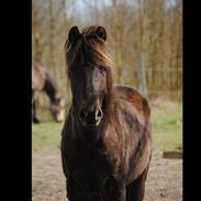 Anden særlig race Joey