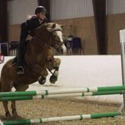 Haflinger Müsli (mullepigen-my Star) RIP:-(