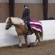 Haflinger Müsli (mullepigen-my Star) RIP:-(