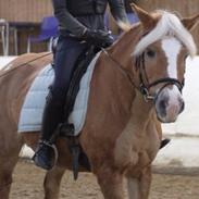 Haflinger Müsli (mullepigen-my Star) RIP:-(