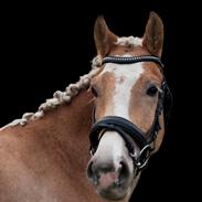Haflinger Adobe