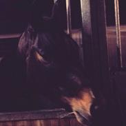 Trakehner Hélezia af bakkegården