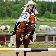 Anden særlig race EHC's Lamirz