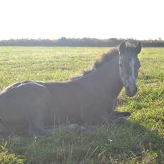 Welsh Pony (sec B) Bjerregårds miss royal surpreame