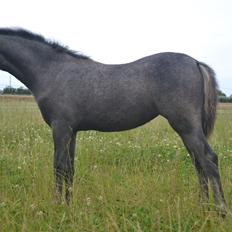 Welsh Pony (sec B) Bjerregårds miss royal surpreame