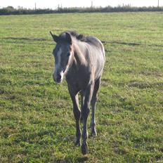 Welsh Pony (sec B) Bjerregårds miss royal surpreame