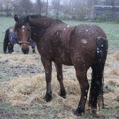 Anden særlig race Kit Kat (Stjerneponyen<3)