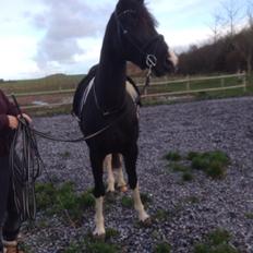 Barockpinto Angelien doortje f stald barok