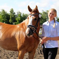 Anden særlig race Maggie Stensbæk | military A-PONY