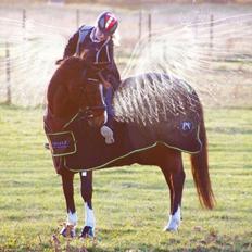 Dansk Varmblod Fantasy 