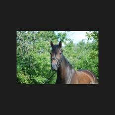 DSP Røgild's Elegance