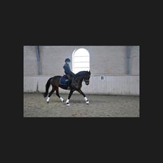 DSP Røgild's Elegance